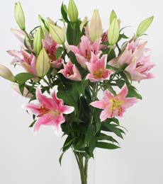 K�z�lay uluslararas� �i�ek g�nderme  5 Pembe lilyum kazablanka buket �i�ek modeli
