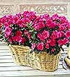  K�z�lay anneler g�n� �i�ek yolla  Iki adet a�elya sepette
