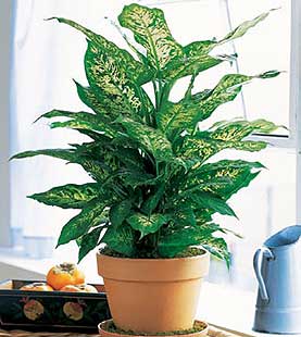  K�z�lay �i�ek g�nderme  Dieffenbachia saksi �i�egi