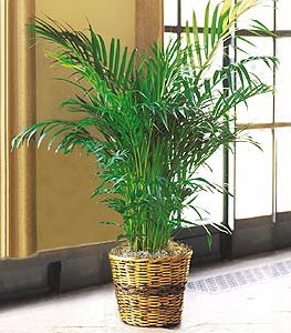  Ankara K�z�lay kaliteli taze ve ucuz �i�ekler  Areca Palm ithal kaliteli