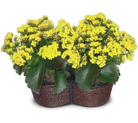  K�z�lay online �i�ek�i , �i�ek sipari�i  Double Kalanchoe sepette