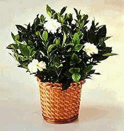  Ankara K�z�lay �nternetten �i�ek sipari�i  Gardenia Plant ithal saksi