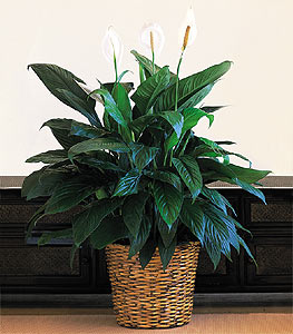  K�z�lay �i�ek g�nderme  Large Spathiphyllum