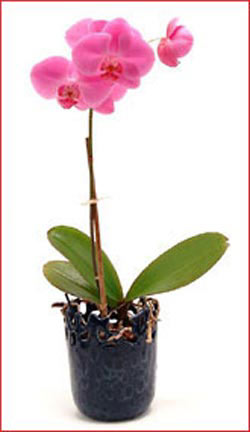  K�z�lay �i�ek sat���  Phalaenopsis Orchid Plant