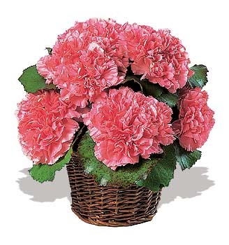 k���k sepette  karanfiller   K�z�lay online �i�ek�i , �i�ek sipari�i 