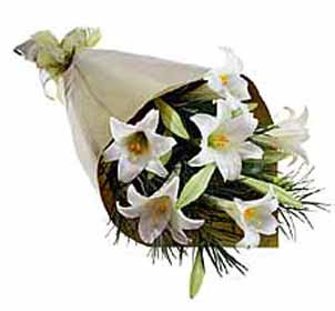 4 adet kazabllanka �i�egi   K�z�lay �i�ek�iler 