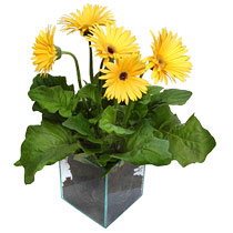 9 adet gerbera �i�egi ve cam tanzim  Ankara K�z�lay yurti�i ve yurtd��� �i�ek sipari�i 