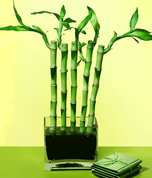  K�z�lay �i�ek g�nderme sitemiz g�venlidir  Good Harmony Lucky Bamboo camda