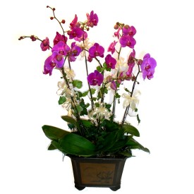  Ankara Kzlay yurtii ve yurtd iek siparii  4 adet orkide iegi
