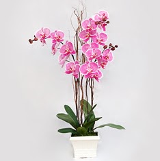  Kzlay online ieki , iek siparii  2 adet orkide - 2 dal orkide