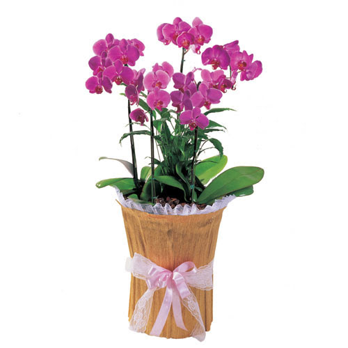  Ankara Kzlay kaliteli taze ve ucuz iekler  saksi iierisinde 3 dal orkide