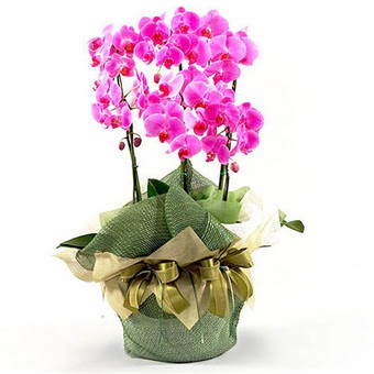  Ankara Kzlay internetten iek sat  2 dal orkide , 2 kkl orkide - saksi iegidir