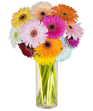  K�z�lay �i�ek ma�azas� , �i�ek�i adresleri  Farkli renklerde 15 adet gerbera �i�egi
