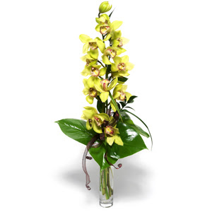  Ankara Kzlay internetten iek sat  cam vazo ierisinde tek dal canli orkide