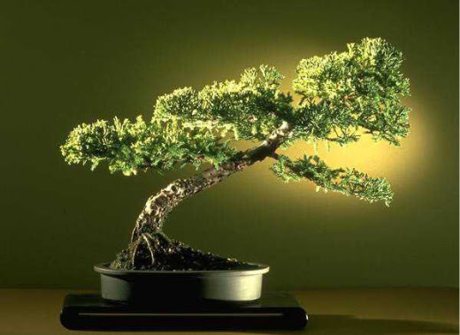 ithal bonsai saksi �i�egi  K�z�lay anneler g�n� �i�ek yolla 