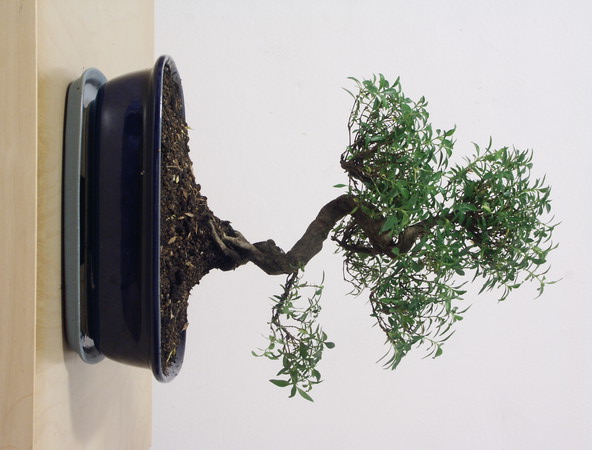 ithal bonsai saksi iegi  Ankara Kzlay kaliteli taze ve ucuz iekler 