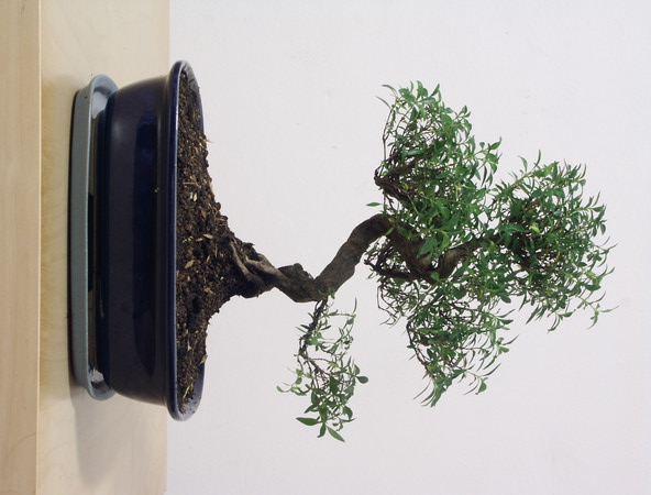 ithal bonsai saksi �i�egi  Ankara K�z�lay kaliteli taze ve ucuz �i�ekler 