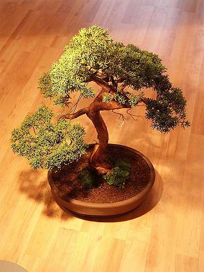 ithal bonsai saksi �i�egi  K�z�lay �i�ek sat��� 