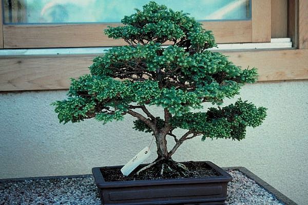 ithal bonsai saksi �i�egi  Ankara K�z�lay �nternetten �i�ek sipari�i 