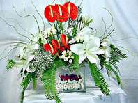  K�z�lay �i�ek sat���  Anthurim Kazablanka  g�l