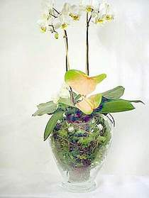  Kzlay cicek , cicekci  Cam yada mika vazoda zel orkideler
