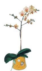  Ankara Kzlay gvenli kaliteli hzl iek  Phalaenopsis Orkide ithal kalite