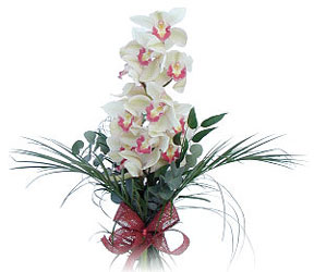  Ankara Kzlay hediye sevgilime hediye iek  Dal orkide ithal iyi kalite