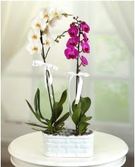1 dal beyaz 1 dal mor yerli orkide saksda  Ankara Kzlay ieki telefonlar 