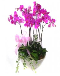 9 dal orkide saks iei  Kzlay ucuz iek gnder 