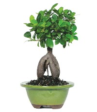 Bonsai saks� �i�e�i  Ankara K�z�lay hediye sevgilime hediye �i�ek 