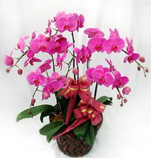6 Dall� mor orkide �i�e�i  K�z�lay �i�ek g�nderme sitemiz g�venlidir 