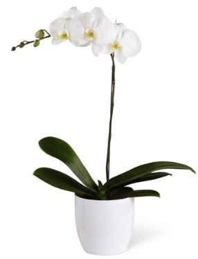 1 dall beyaz orkide  Ankara Kzlay nternetten iek siparii 