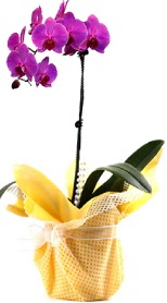  Ankara Kzlay hediye sevgilime hediye iek  Tek dal mor orkide saks iei