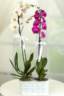 1 mor 1 dal beyaz thal orkide sepet ierisinde  Kzlay iek sat 