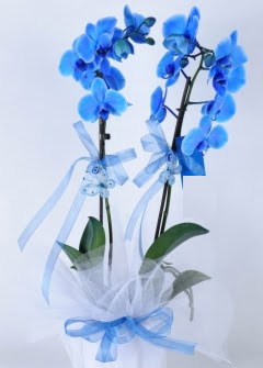 2 dall mavi orkide  Kzlay iek online iek siparii 
