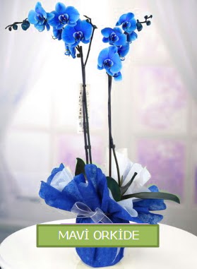 2 dall mavi orkide  Ankara Kzlay iek servisi , ieki adresleri 