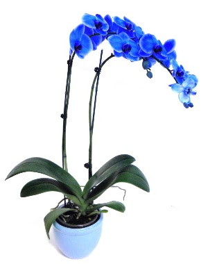 Seramikli 2 dall sper esiz mavi orkide  Ankara Kzlay ieki telefonlar 