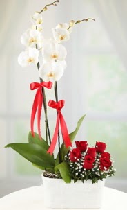2 dall beyaz orkide ve 7 krmz gl  Ankara Kzlay 14 ubat sevgililer gn iek 