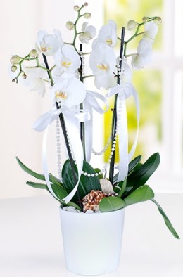 3 dall beyaz orkide  Ankara Kzlay internetten iek siparii  