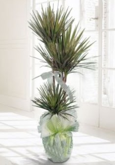 Marginata Tricolor ��l� Saks� bitkisi  Ankara K�z�lay kaliteli taze ve ucuz �i�ekler 