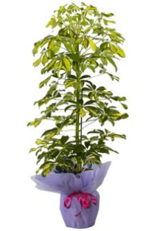 Schefflera Tekli �� mnekan saks� �i�e�i  K�z�lay anneler g�n� �i�ek yolla 
