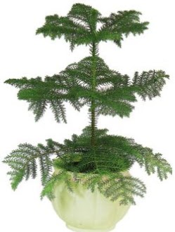 Araucaria Heterophylla i� mekan saks�  K�z�lay �i�ek sat��� 