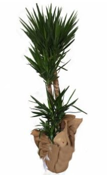 3 l� Yucca i� mekan saks� �i�e�i  K�z�lay �i�ek g�nderme sitemiz g�venlidir 