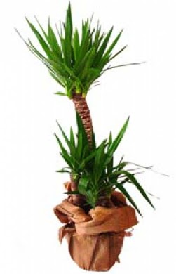 2 li yucca saks� �i�e�i  K�z�lay �i�ek sat��� 
