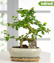 S eklinde ithal gerek bonsai japon aac  Kzlay iek online iek siparii 