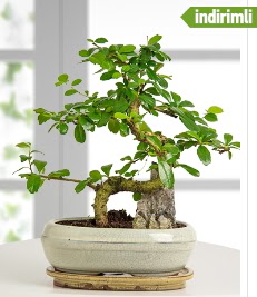 S �eklinde ithal ger�ek bonsai japon a�ac�  K�z�lay �i�ek online �i�ek sipari�i 