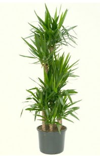 7 li yucca saks� bitkisi  Ankara K�z�lay �i�ek�i telefonlar� 
