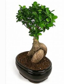 Bonsai saks� bitkisi japon a�ac�  Ankara K�z�lay hediye sevgilime hediye �i�ek 