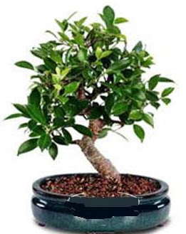 5 ya��nda japon a�ac� bonsai bitkisi  K�z�lay �i�ek g�nderme sitemiz g�venlidir 