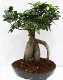 5 ya��nda japon a�ac� bonsai bitkisi  K�z�lay �i�ek online �i�ek sipari�i 